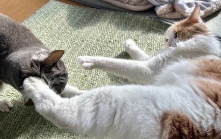 b7da221c-1b47-4774-95ab-29e80183a227