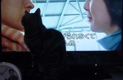 「猫だらけ」