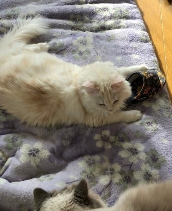 猫もスリッパやサンダルが好き 猫だらけ Powered By ライブドアブログ 猫もスリッパやサンダルが好き 猫だらけ Powered By ライブドアブログ