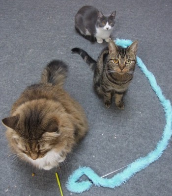「猫だらけ」