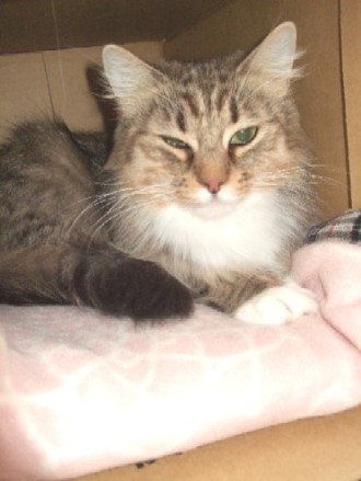 2008_0202猫写真0040