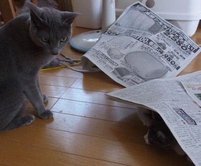 「猫だらけ」