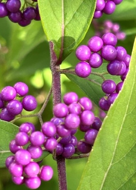 thumbnail_IMG_8993