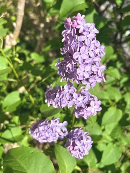 thumbnail_IMG_0155 (1)