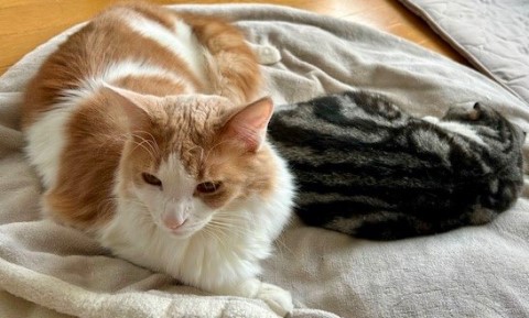 thumbnail_IMG_0533 (3)