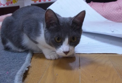 「猫だらけ」