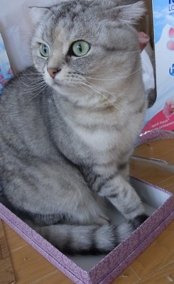「猫だらけ」