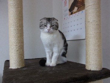 「猫だらけ」