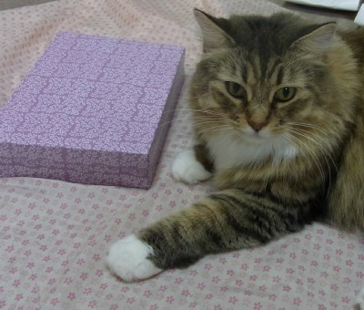 「猫だらけ」