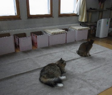 「猫だらけ」