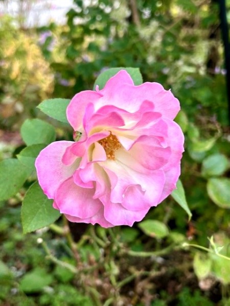 thumbnail_IMG_3050 (1)