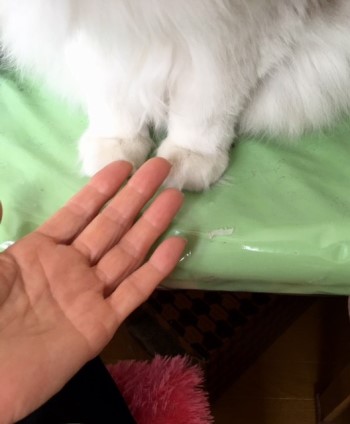 お手