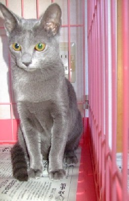 「猫だらけ」