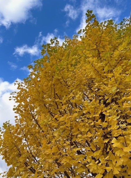 thumbnail_IMG_8008 (1)