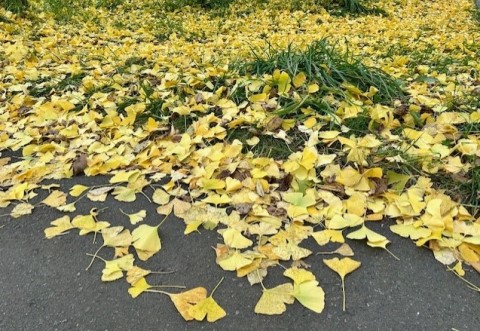 thumbnail_IMG_8007 (1)