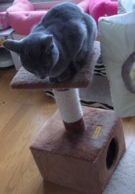 「猫だらけ」