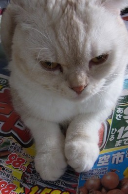 「猫だらけ」