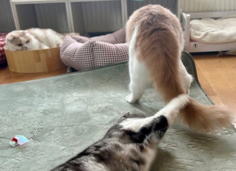 thumbnail_IMG_5182 (1)