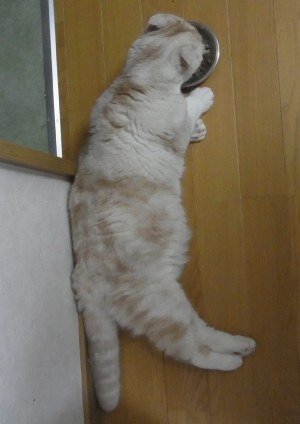 「猫だらけ」