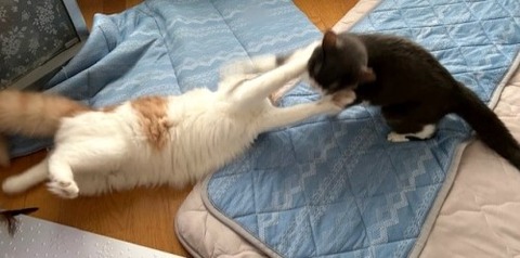 thumbnail_IMG_4151 (1)