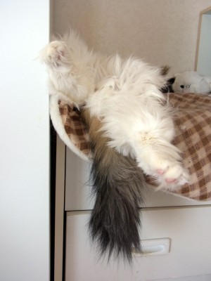 「猫だらけ」
