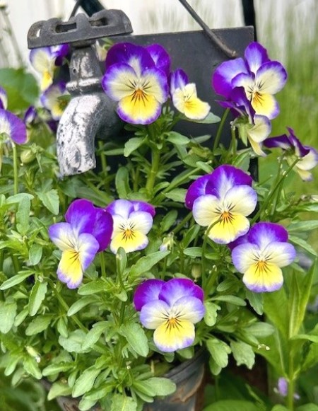 thumbnail_IMG_7347