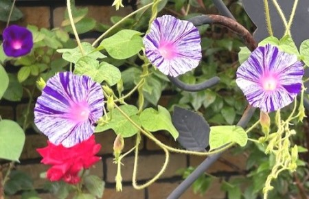 thumbnail_IMG_4476