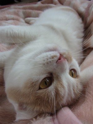 「猫だらけ」