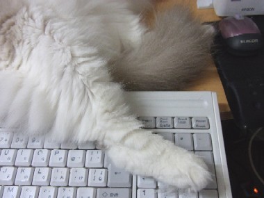 「猫だらけ」