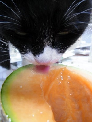 「猫だらけ」