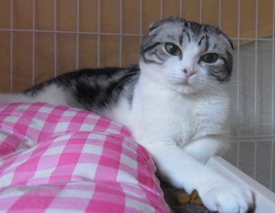 「猫だらけ」