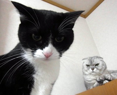 「猫だらけ」