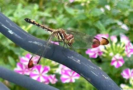 thumbnail_IMG_1138 (2)