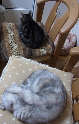 「猫だらけ」