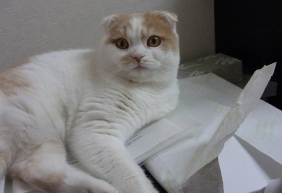 「猫だらけ」