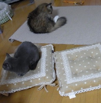 「猫だらけ」