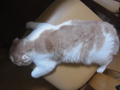 「猫だらけ」
