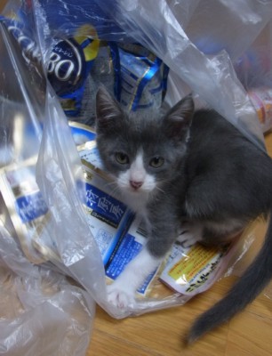 「猫だらけ」