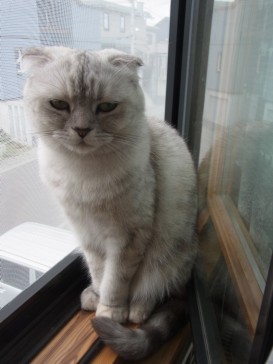 「猫だらけ」