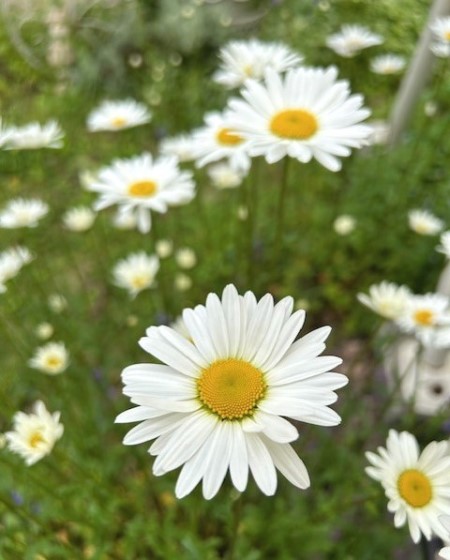 thumbnail_IMG_1358 (2)