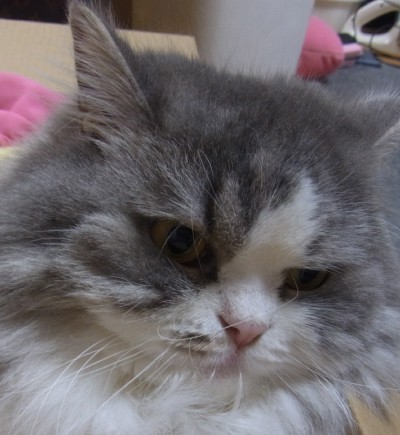 「猫だらけ」