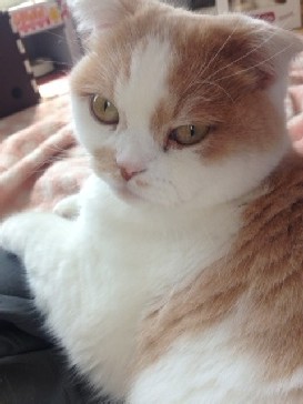 「猫だらけ」
