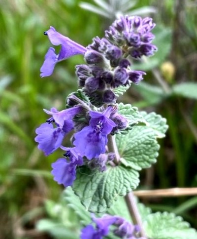 thumbnail_IMG_0102