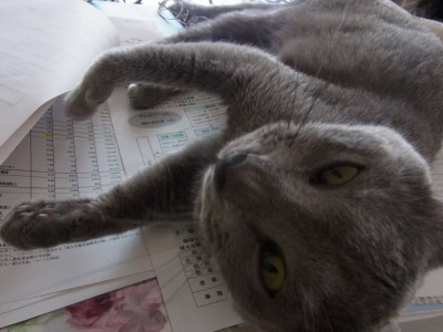 「猫だらけ」