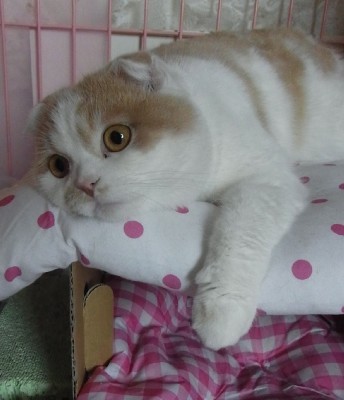 「猫だらけ」