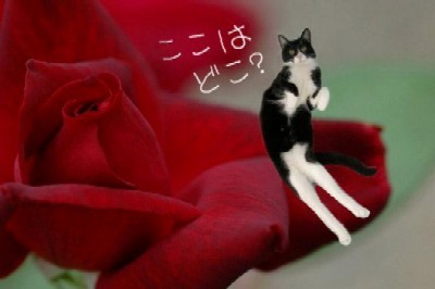 「猫だらけ」
