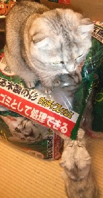 「猫だらけ」