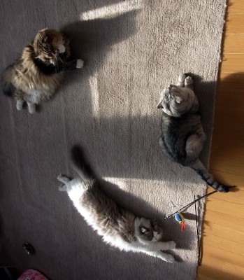 「猫だらけ」