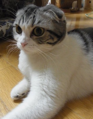 「猫だらけ」