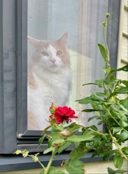 thumbnail_IMG_9545